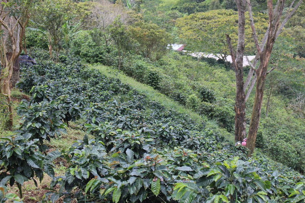 Colombia El Silencio Pink Bourbon